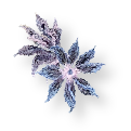 New species